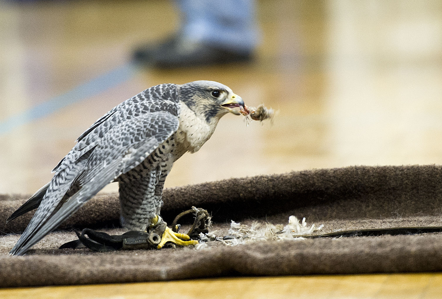 SOAR with the Eagles